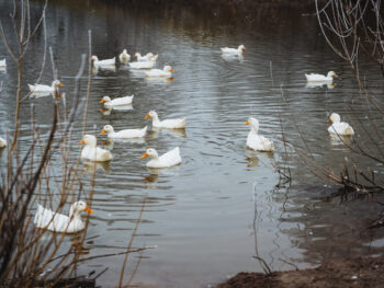 {{brizy_dc_image_alt entityId=